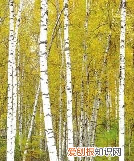 在舞台上种了一片森林