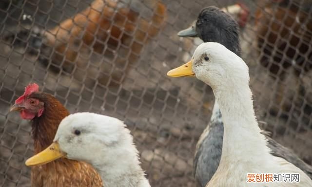 汪曾祺咸鸭蛋腌制方法,汪曾祺力荐的高邮咸鸭蛋妙在哪里