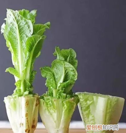 广东过年葱和生菜寓意,大葱和白菜是什么寓意