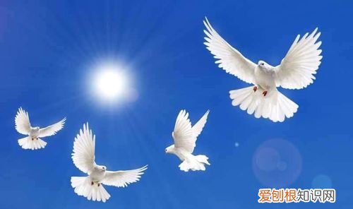 鸽子的别称象征意义,鸽子的寓意和象征意义