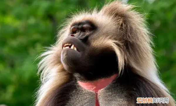 狒狒猴子猩猩山魈区别,狒狒和猩猩哪个是猴科动物