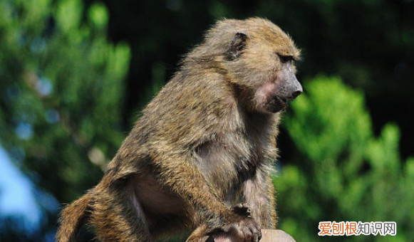 狒狒猴子猩猩山魈区别,狒狒和猩猩哪个是猴科动物