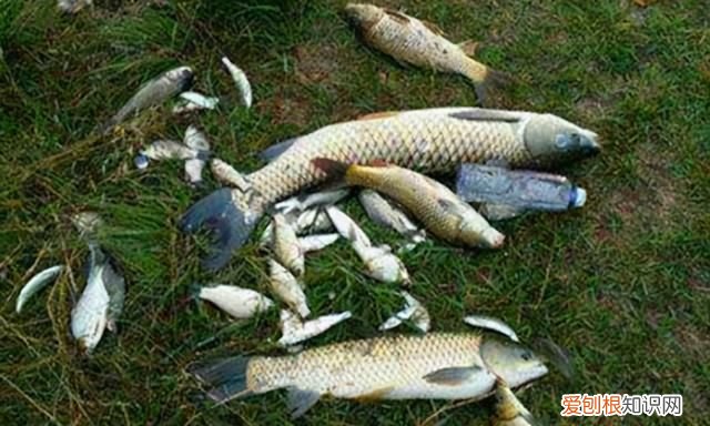 钓鱼技巧优选渔具推荐