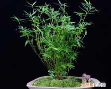 竹子花怎么养，室内盆栽竹子的养殖方法和注意事项