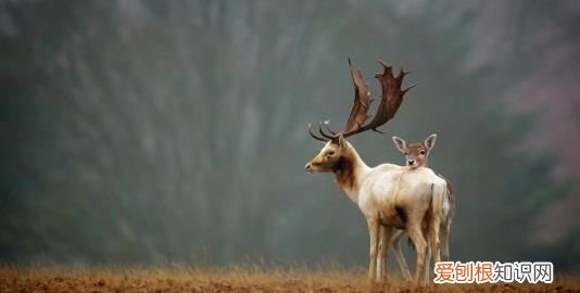 鹿角和鹿腿是什么道理,鹿角和鹿腿说明的道理是