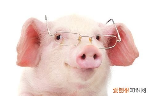 关于猪的笑话,有关于猪的笑话