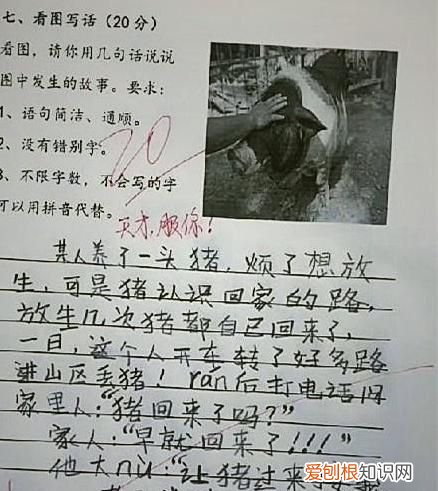 关于猪的笑话,有关于猪的笑话