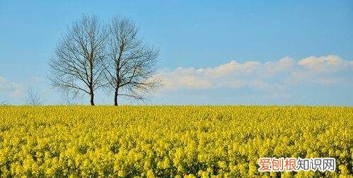 油菜花什么时候播种,油菜什么时候种最合适怎么种