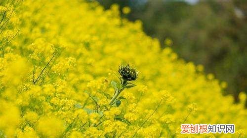 油菜花什么时候播种，油菜什么时候种最合适怎么种