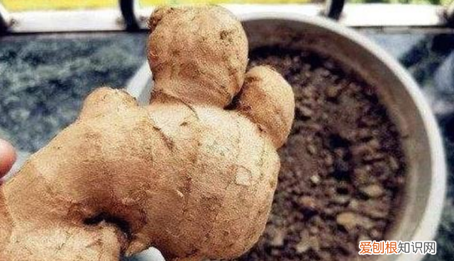 姜在家怎么放时间长了才不会坏,生姜洗干净晾干能放冰箱里保存吗