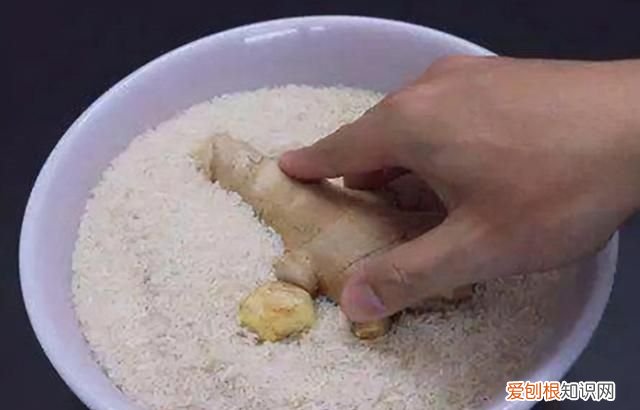 姜在家怎么放时间长了才不会坏,生姜洗干净晾干能放冰箱里保存吗