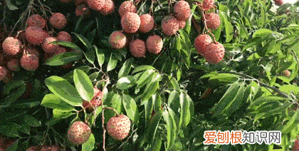 荔枝怎么吃才不会上火呢,吃荔枝不上火的小妙招