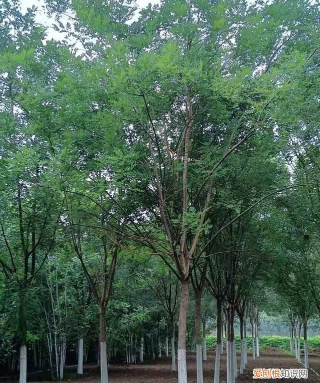 北方耐寒耐旱的果树有哪些,北方最耐寒的十大漂亮树种