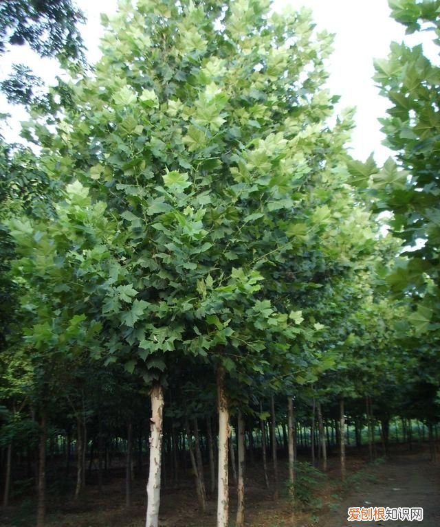 北方耐寒耐旱的果树有哪些,北方最耐寒的十大漂亮树种