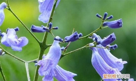 蓝花楹几月开花，蓝花楹什么时候开花落叶