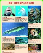 福建水生动物有哪些，福建有哪些水生动物