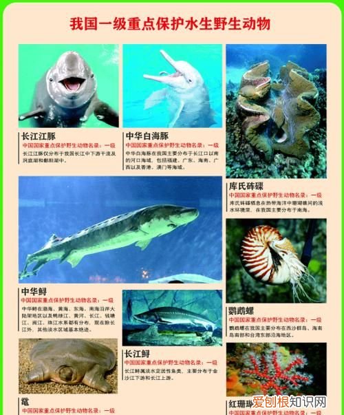 福建水生动物有哪些，福建有哪些水生动物