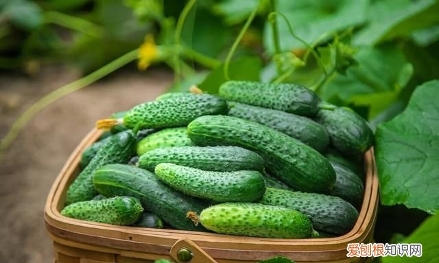 素馅的饺子清淡营养全家人都爱吃