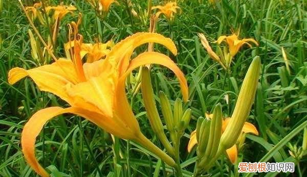 黄花菜的花蕾是什么样的 黄花菜一定要去花蕊吗