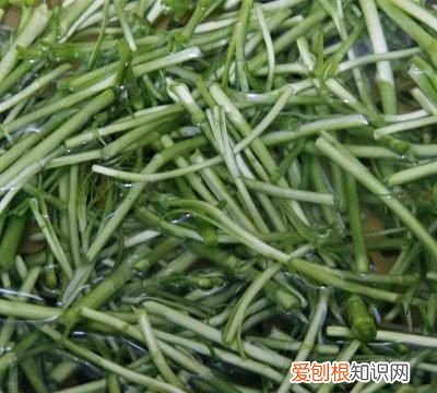 吃对肝最好的五种蔬菜 吃对乙酰氨基酚不退烧怎么办