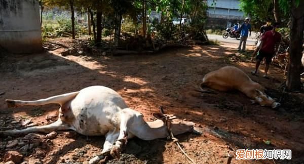 印度化工厂毒气泄漏:5000人中毒 已致11人死亡