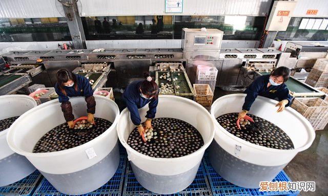 90后三兄弟把皮蛋卖成国民爆款