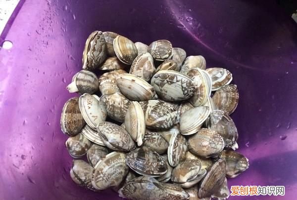 赶海老大哥教我这样炒花蛤，比饭店做的还好吃，麻辣鲜香真够劲