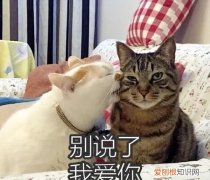 可爱猫我爱你是什么意思，你是我的猫我是你的喵是什么意思