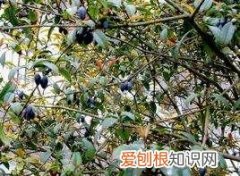桂花籽怎么种植方法，桂花籽的播种时间及种植方法视频