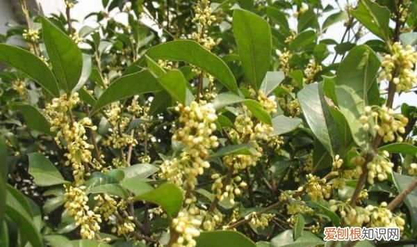 桂花籽怎么种植方法，桂花籽的播种时间及种植方法视频