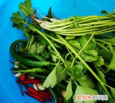 如何做小炒兔子 炒兔子肉怎么做好吃又简单窍门