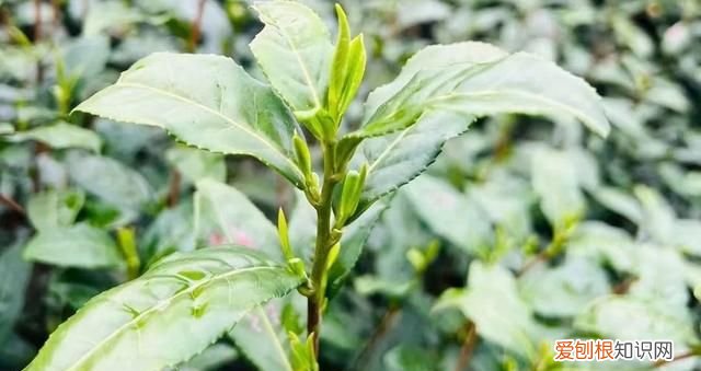 咖啡和茶对于中风哪个效果好,咖啡茶增加多少克会引起不良反应