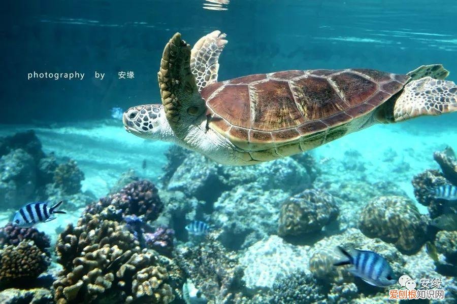 大溪地旅游费用多少