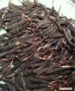 鲜虫草怎么自己晒 新鲜的虫草怎么晾干不缩水