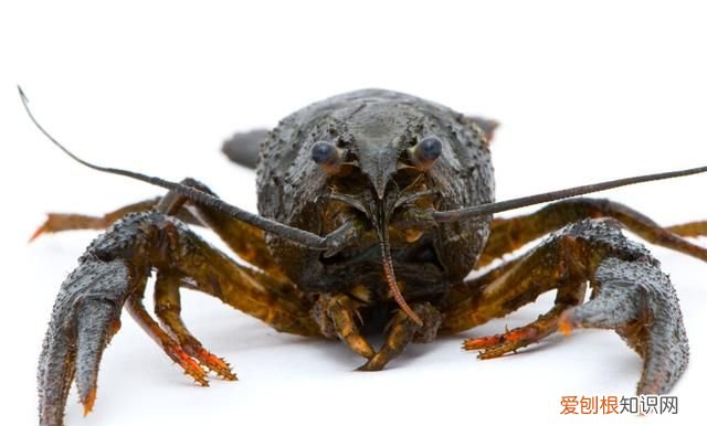 即食小龙虾打开能放多长时间,新鲜小龙虾怎么保存一天