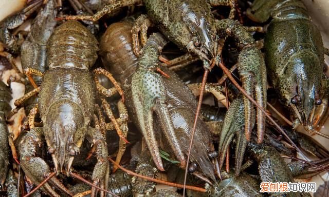 即食小龙虾打开能放多长时间,新鲜小龙虾怎么保存一天