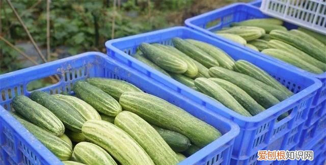 保存黄瓜不用放冰箱教你土办法