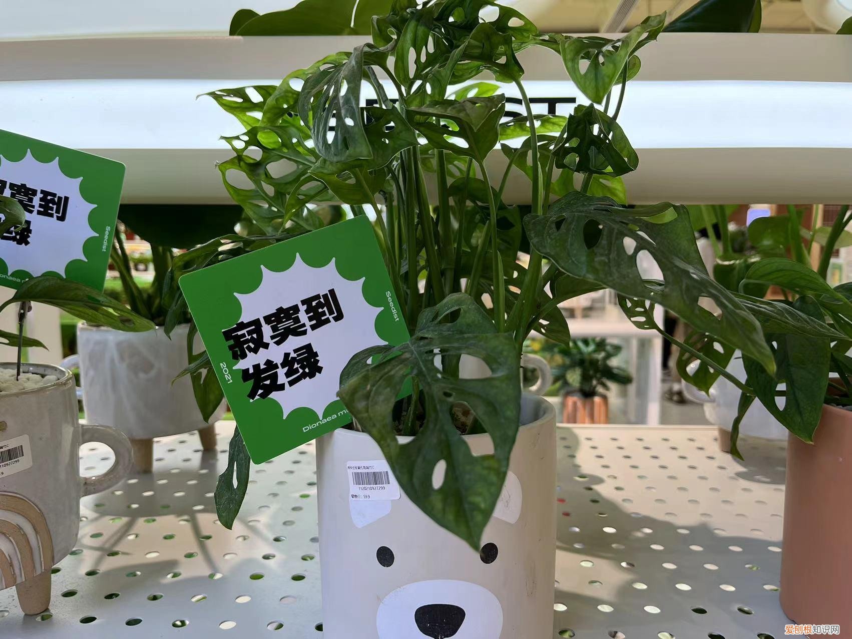 广州宠物市场在哪里?