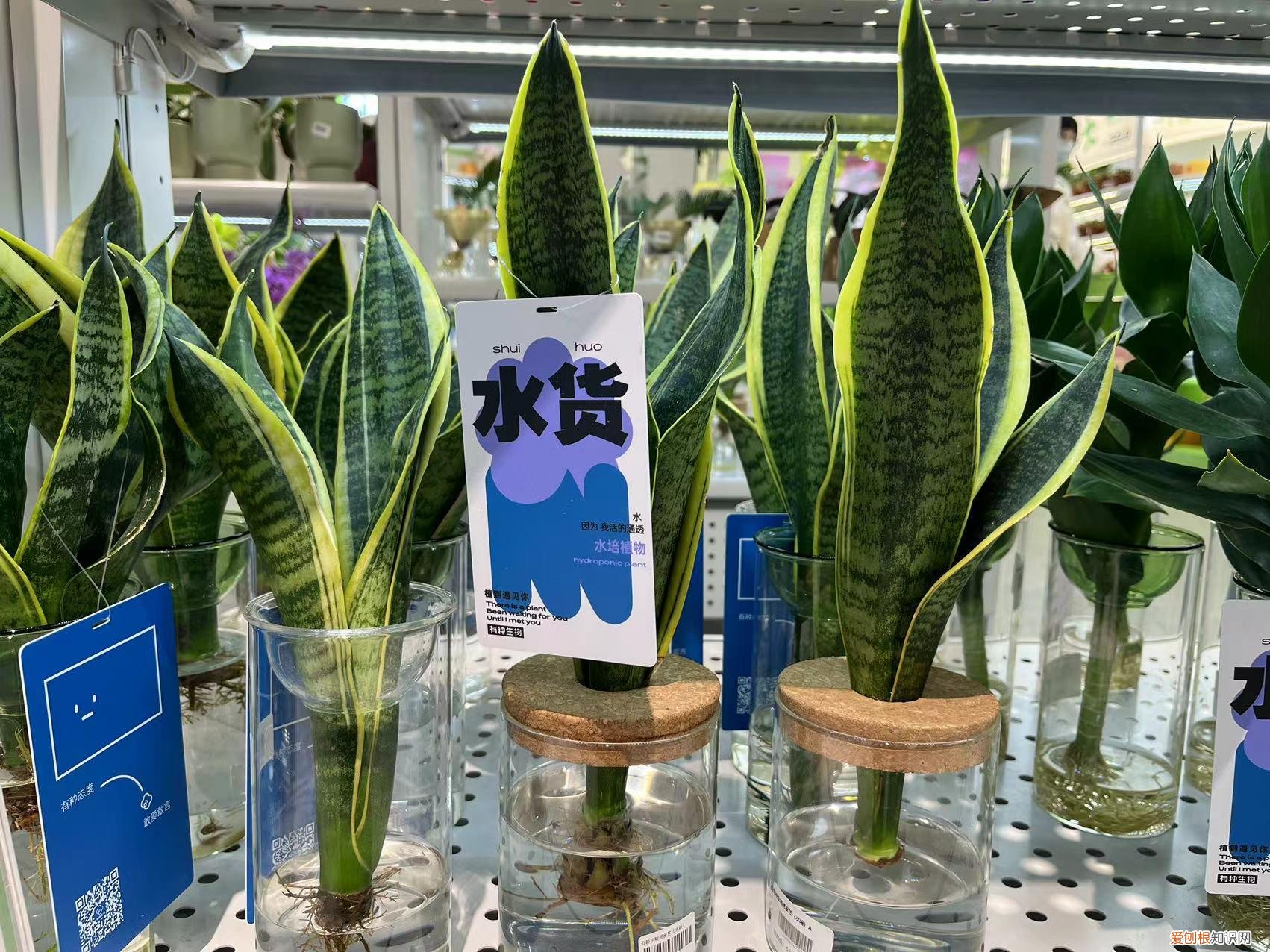 广州宠物市场在哪里?