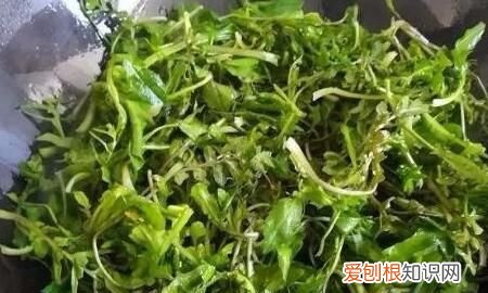 荠菜的做法大全，荠菜的家常做法怎么做