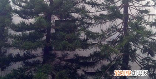 生石灰能杀死青苔，虾塘为什么会长青苔