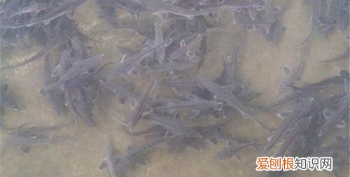 生石灰能杀死青苔，虾塘为什么会长青苔