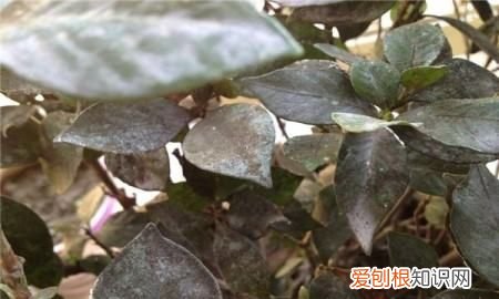 栀子花叶子有黑斑是什么原因，栀子花树叶子发黄是怎么回事