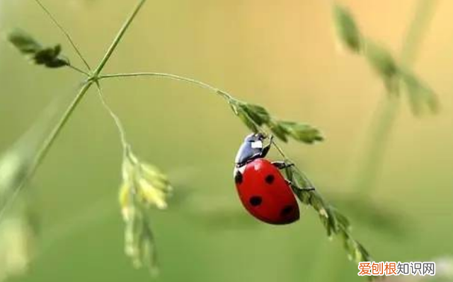 孩子对各种有毒昆虫感兴趣,夏季儿童要小心的昆虫