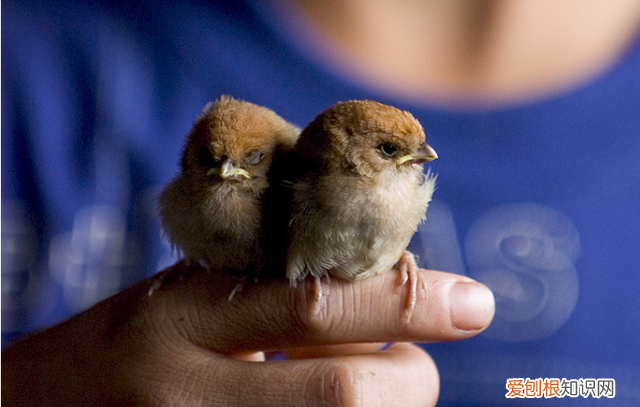 孩子对各种有毒昆虫感兴趣,夏季儿童要小心的昆虫