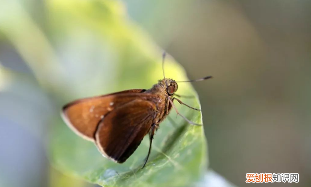 孩子对各种有毒昆虫感兴趣,夏季儿童要小心的昆虫
