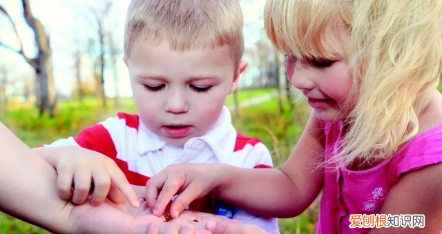孩子对各种有毒昆虫感兴趣,夏季儿童要小心的昆虫