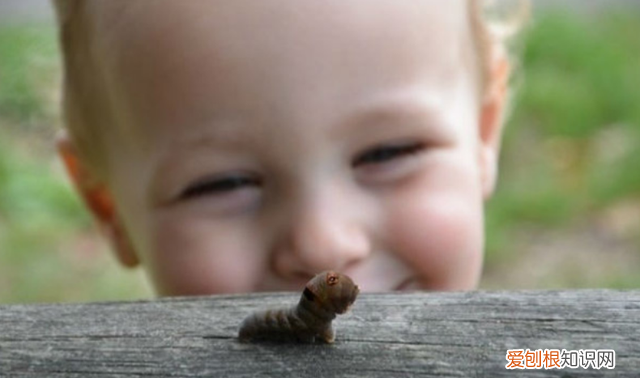 孩子对各种有毒昆虫感兴趣,夏季儿童要小心的昆虫