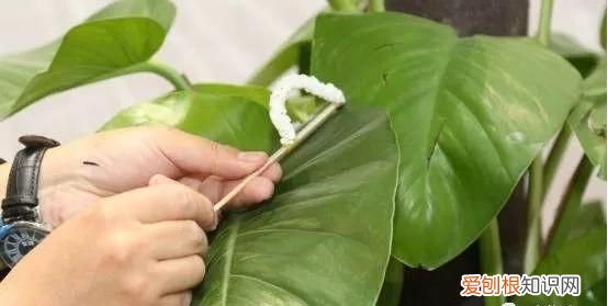 蚕宝宝的手工头饰怎么做