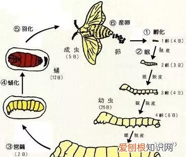 蚕宝宝的手工头饰怎么做